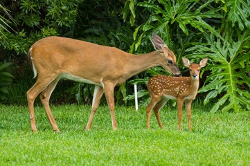Beautiful key deer with its baby on the grass