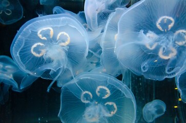 Closeup of sea jellies under the water