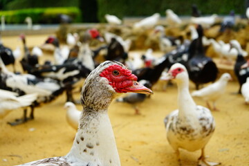 Ducks in the pond