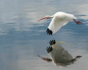American white ibis flying above blue lake reflected in water