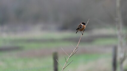 European stonechat (Saxicola rubicola) perched on a thin branch