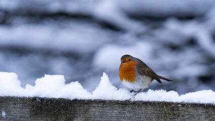 American Robin (Turdus migratorius) perched on snow-covered wooden fence in a winter day