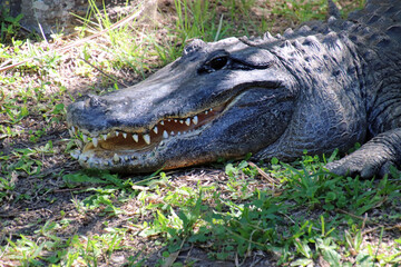 alligator in the wild