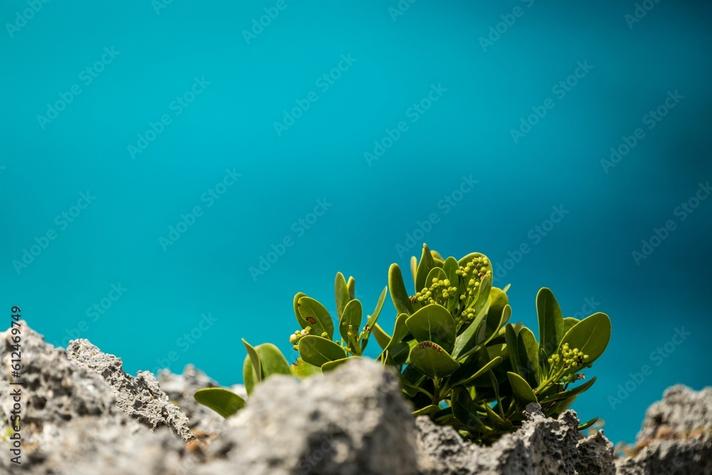 Poster Viscaceae plant leaves on rocks by blur blue background