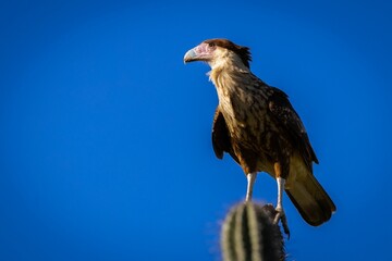 Crested caracara bird standing on cactus plant against blue sky