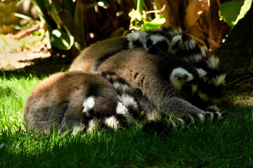 grupo de lemur de cola anillada en posición de descanso (Lemur catta)
