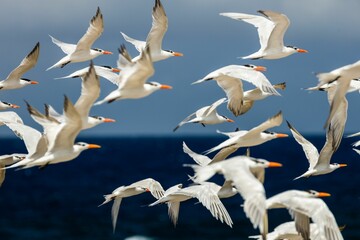 Beautiful shot of a flock of Sternidae birds flying over blue sea and horizon blue sky