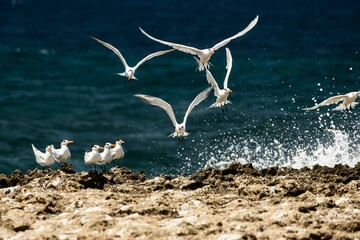 Flock  Royal tern birds flying over a flock of birds on the beach splashing on the water - obrazy, fototapety, plakaty