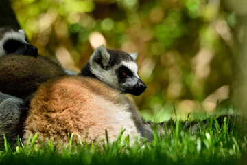 Lémur de cola anillada (Lemur catta)
