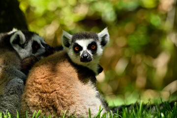 Lémur de cola anillada (Lemur catta)