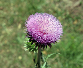 thistle flower in bloom