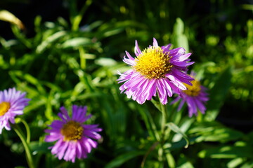 Obraz premium purple and yellow flowers