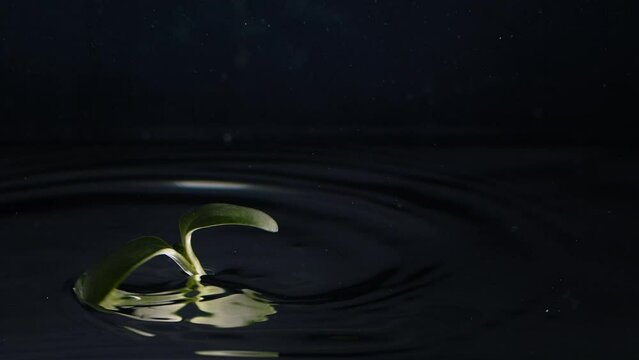 Microgreen falling in crystal clear water. Slow motion static shot of fresh organic microgreen falling in clean water and floating on surface on black background