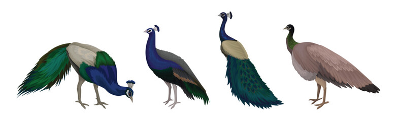 Obraz premium Peacock or Peafowl Bird Species with Extravagant Plumage and Tail Vector Set
