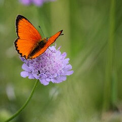 Selective focus shot of a butterfly perched on a purple flower