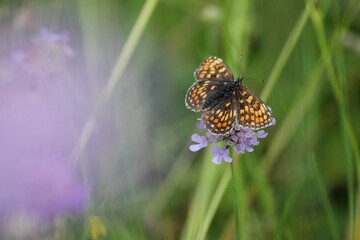 Selective focus shot of quino checkerspot (Euphydryas editha quino) perched on a flower