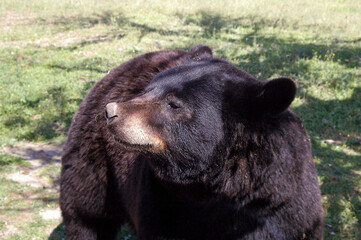 Majestic Brown Bear Portrait: Capturing the Essence of Spanish Wildlife