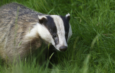A wild European Badger in early evening sunlit in the Scottish Highlands, nr Boat of Garten