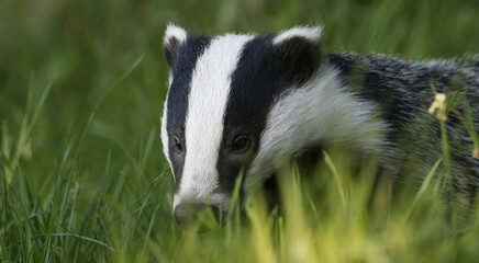 A wild European Badger in early evening sunlit in the Scottish Highlands, nr Boat of Garten