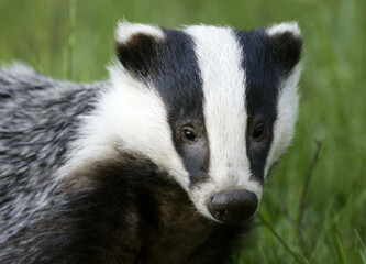 A wild European Badger in early evening sunlit in the Scottish Highlands, nr Boat of Garten