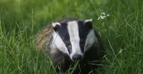 A wild European Badger in early evening sunlit in the Scottish Highlands, nr Boat of Garten