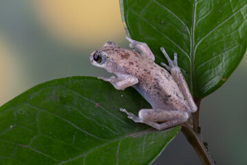 Obraz premium A dessert tree frog perched on a leaves