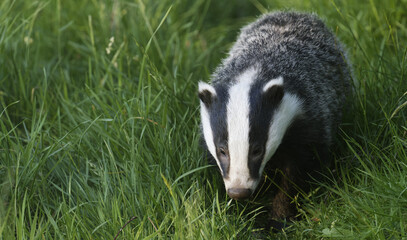 Obraz premium A wild European Badger in early evening sunlit in the Scottish Highlands, nr Boat of Garten