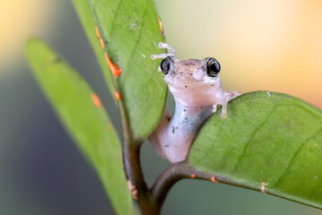 A dessert tree frog perched on a leaves