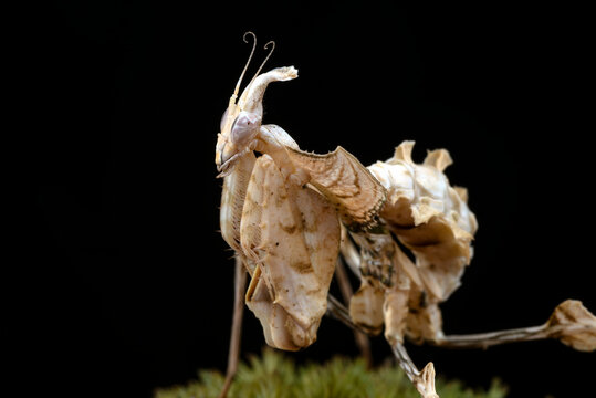 Detail of a Dead leaf mantis ( Deroplatys lobata )