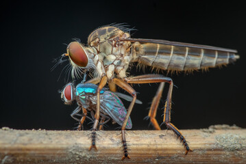 Robberfly ( Asilidae) hunting a fly in a dark background