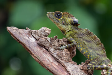 Obraz premium Angle head lizard ( Gonocephalus bornensis ) on a tree