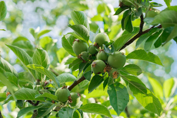 unripe green small apples on branch in sunny day