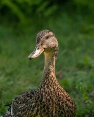 Vertical shot of a brown mallard with grass blurred in the background