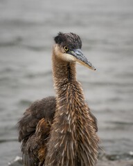 Vertical selective focus of a juvenile great brown heron with blurred background