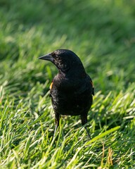 Vertical shot of red-winged blackbird on the grass