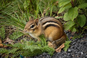Closeup of an eastern chipmunk, Tamias striatus surrounded by green leaves.