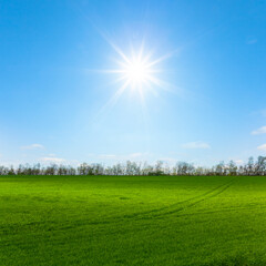 green fields at the sunny day, summer agricultural landscape