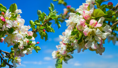 closeup apple tree branch in blossom on blue sky background