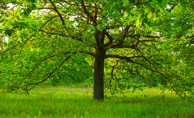 Fototapeta na wymiar alone green oak tree among forest glade, summer natural background