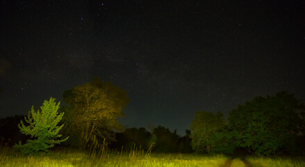 night forest glade under starry sky, night outdoor landscape