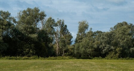Beautiful display of a tree line surrounding an open field against a clear blue sky