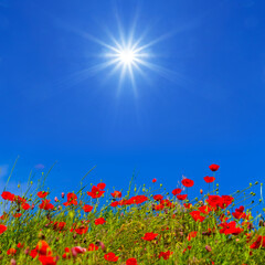Fototapeta premium closeup hill with red poppy flowers under a sparkle sun