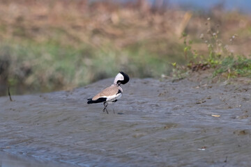River lapwing or Vanellus duvaucelii observed in Gajoldaba in West Bengal, India