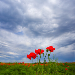 summer prairie with red poppy flowers under cloudy sky