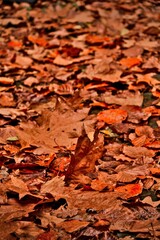 Vertical closeup shot of dry orange autumn leaves on the ground in a park