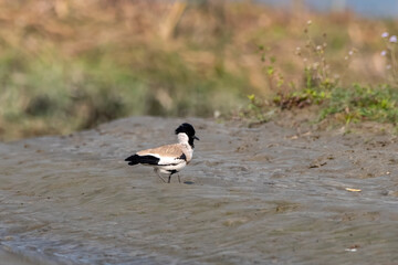 River lapwing or Vanellus duvaucelii observed in Gajoldaba in West Bengal, India