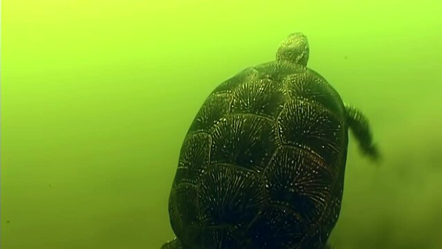 European pond turtle (Emys orbicularis) during floods on rivers often fall into the sea, carried by a powerful current. In the sea, they can live a long time.