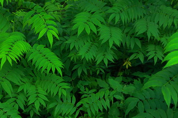 Close-up of bright dark green foliage. Summertime landscape. Patterns in nature.