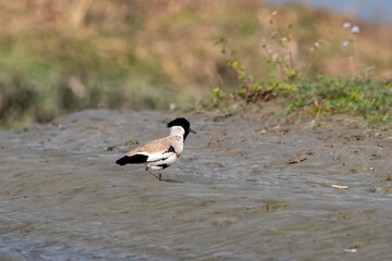 River lapwing or Vanellus duvaucelii observed in Gajoldaba in West Bengal, India