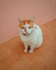 Adorable white and orange Aegean cat standing on the floor